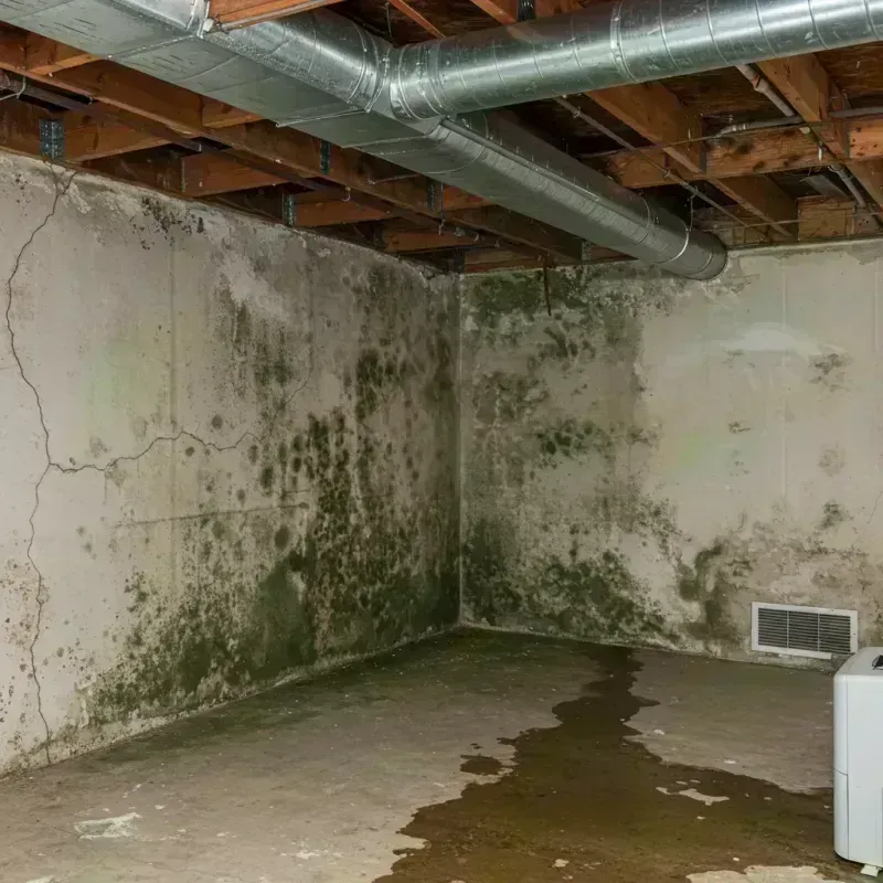 Professional Mold Removal in North Pekin, IL